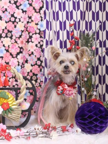 20250130ココちゃん